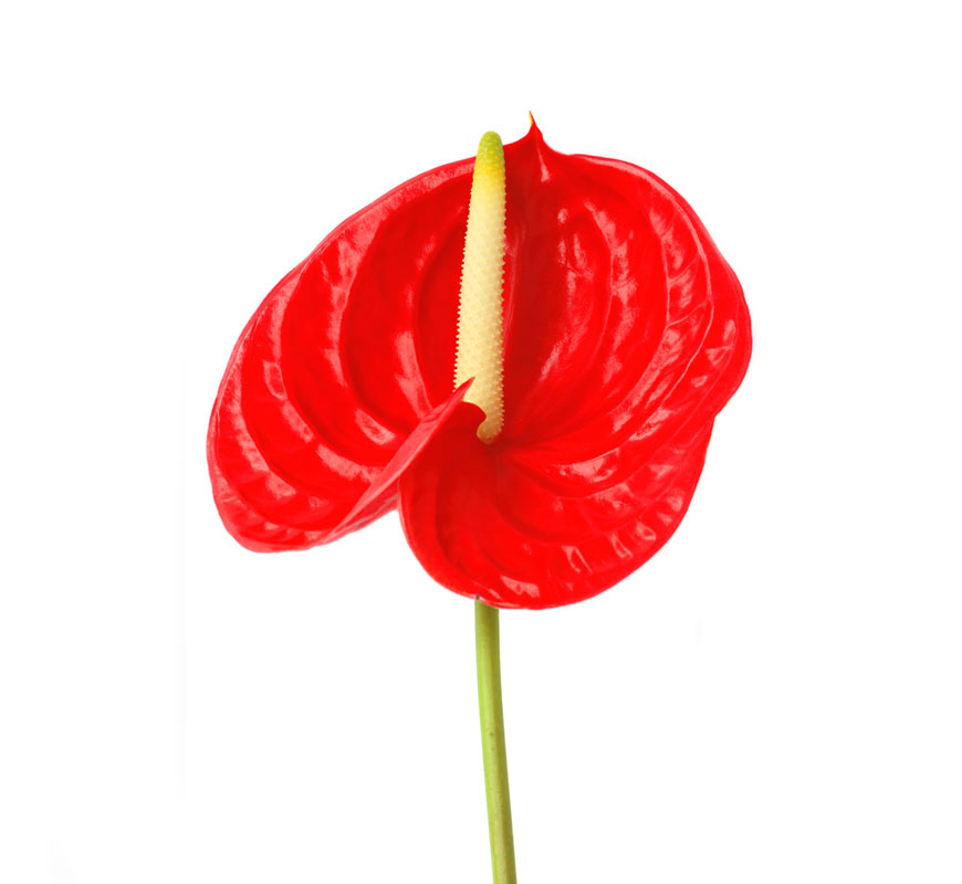 شاخه گل آنتوریوم